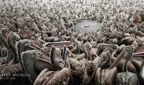 Harvey Nichols: Pelicans